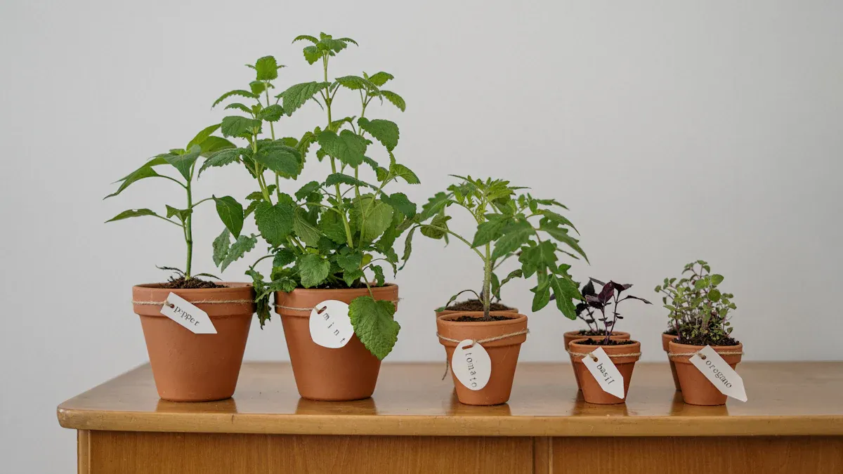 Best Pots for Container Gardening