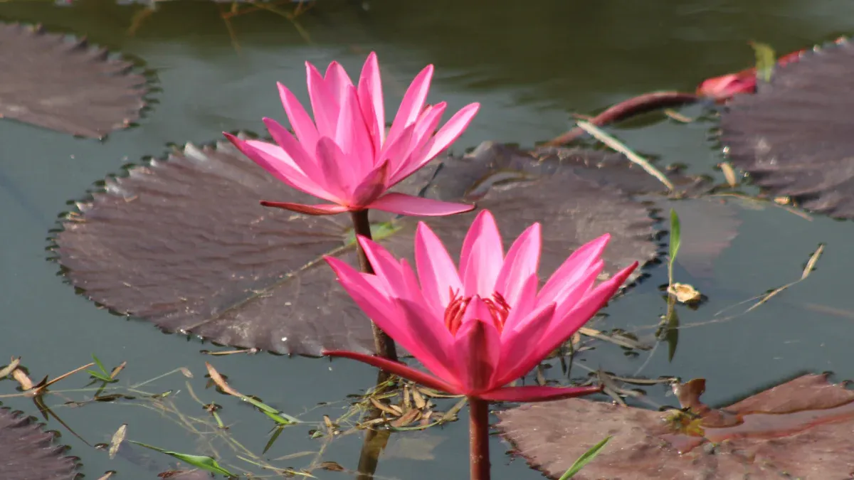 Summer Plant Care Calendar