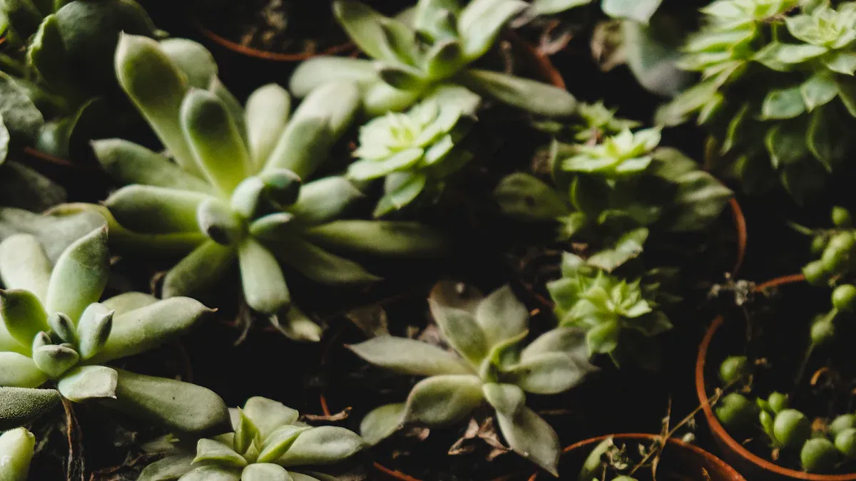 Shrub Pruning Techniques