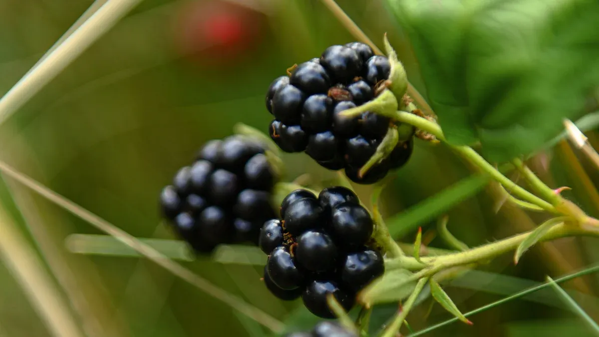 Berries: Growing Fruit Trees