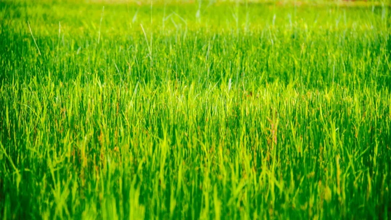 Grass Types Explained: Cool-Season vs Warm-Season Turfgrass Varieties