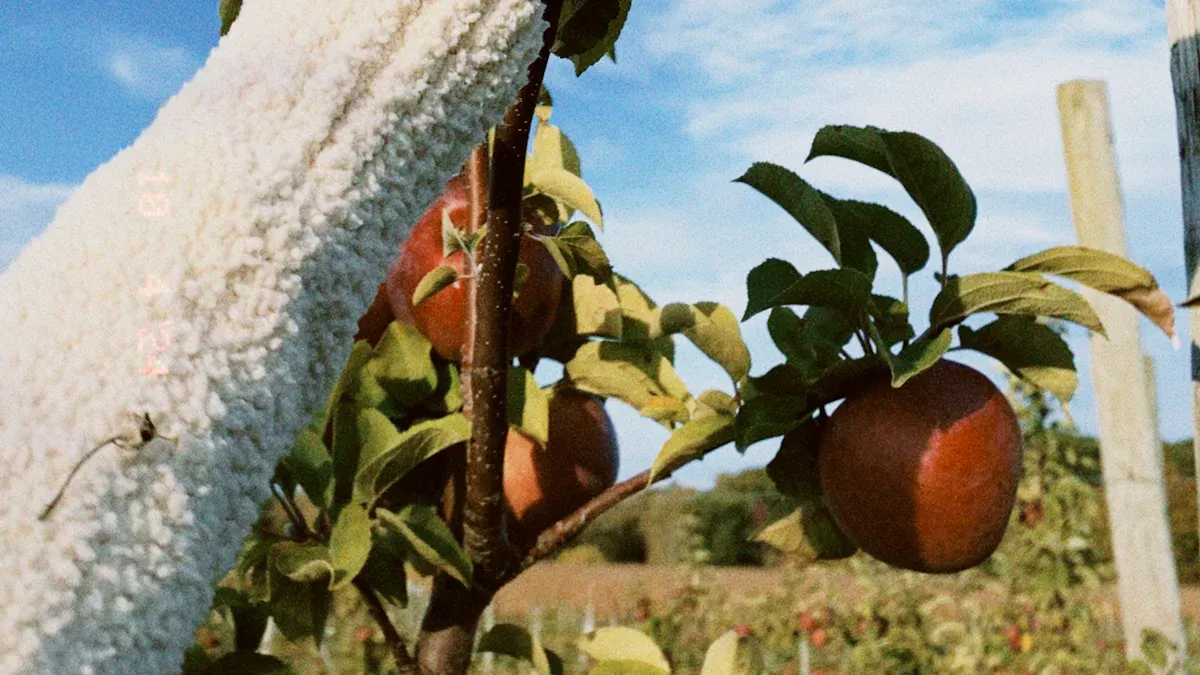 Apples in Your Backyard Orchard