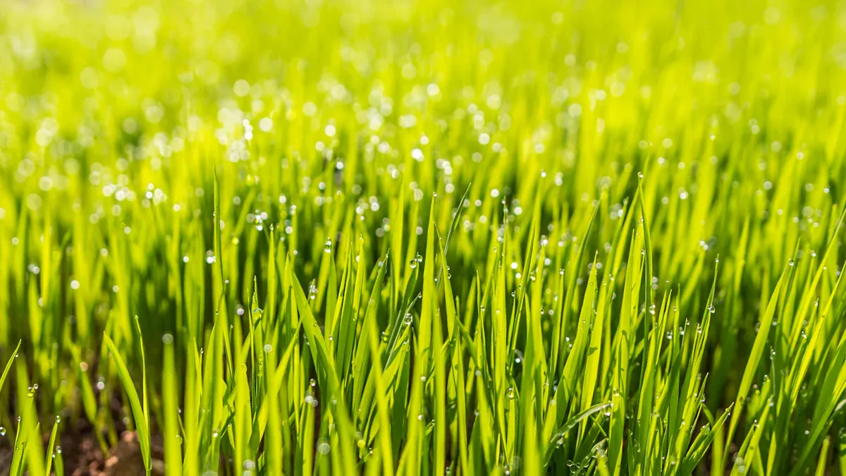 Overseeding for a Lush Lawn