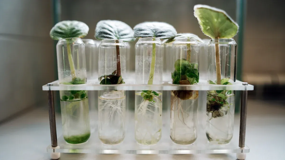 Plant Propagation Methods: Cuttings, Division & Seed Starting
