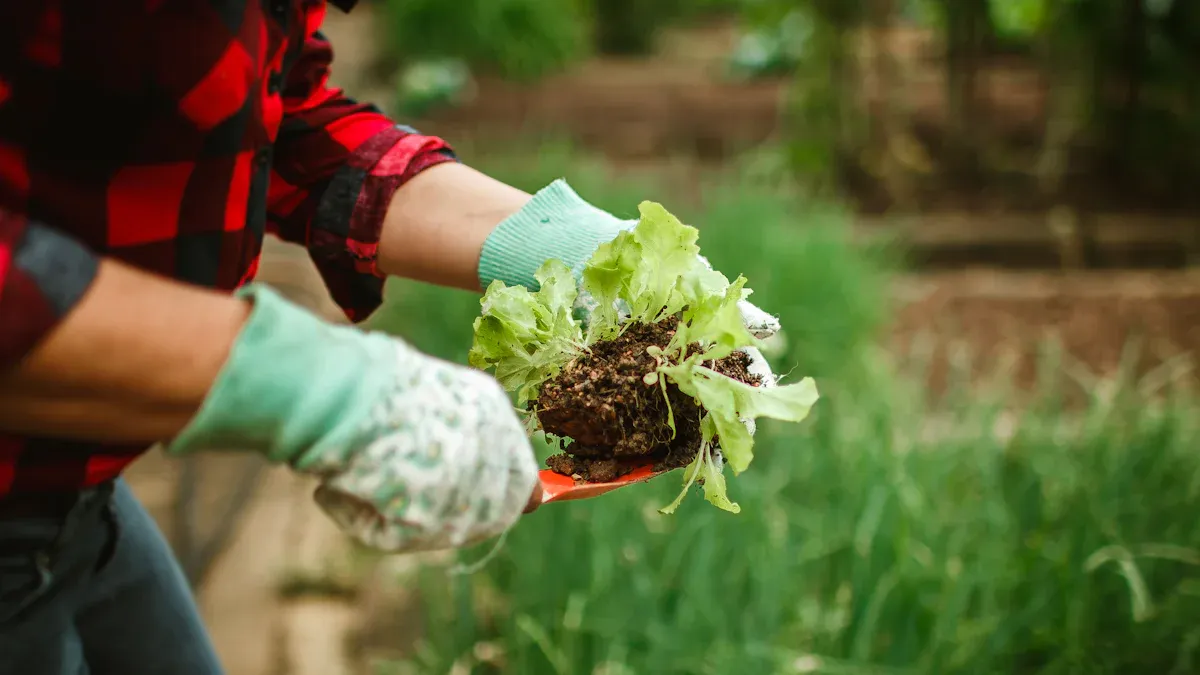 Organic Lawn Care Techniques