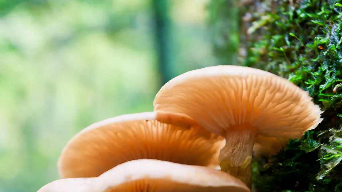 Fungal Infections in Lawns