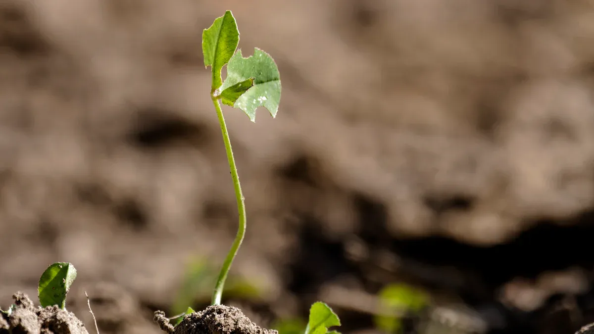 Seed Starting Techniques