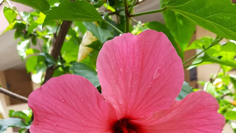 How to Start a Flower Garden: Perennials, Annuals & Bloom Care Tips