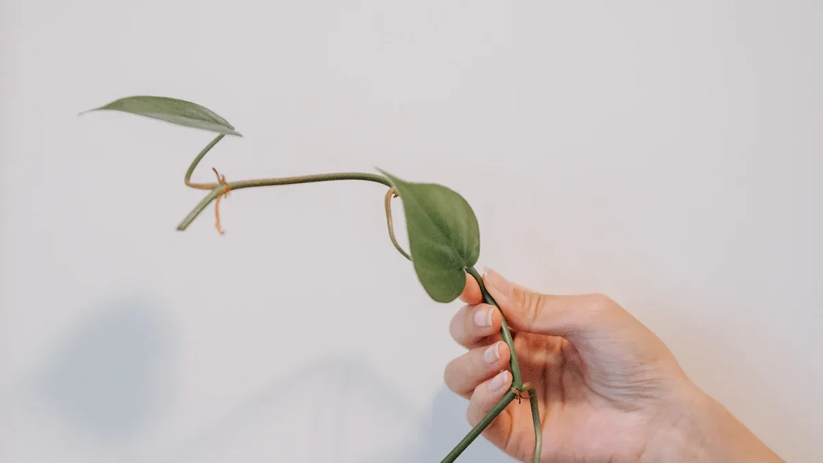 Plant Propagation Methods: Cuttings