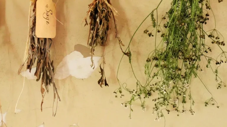 Herb Gardening Guide: Growing, Harvesting & Preserving Fresh Culinary Herbs