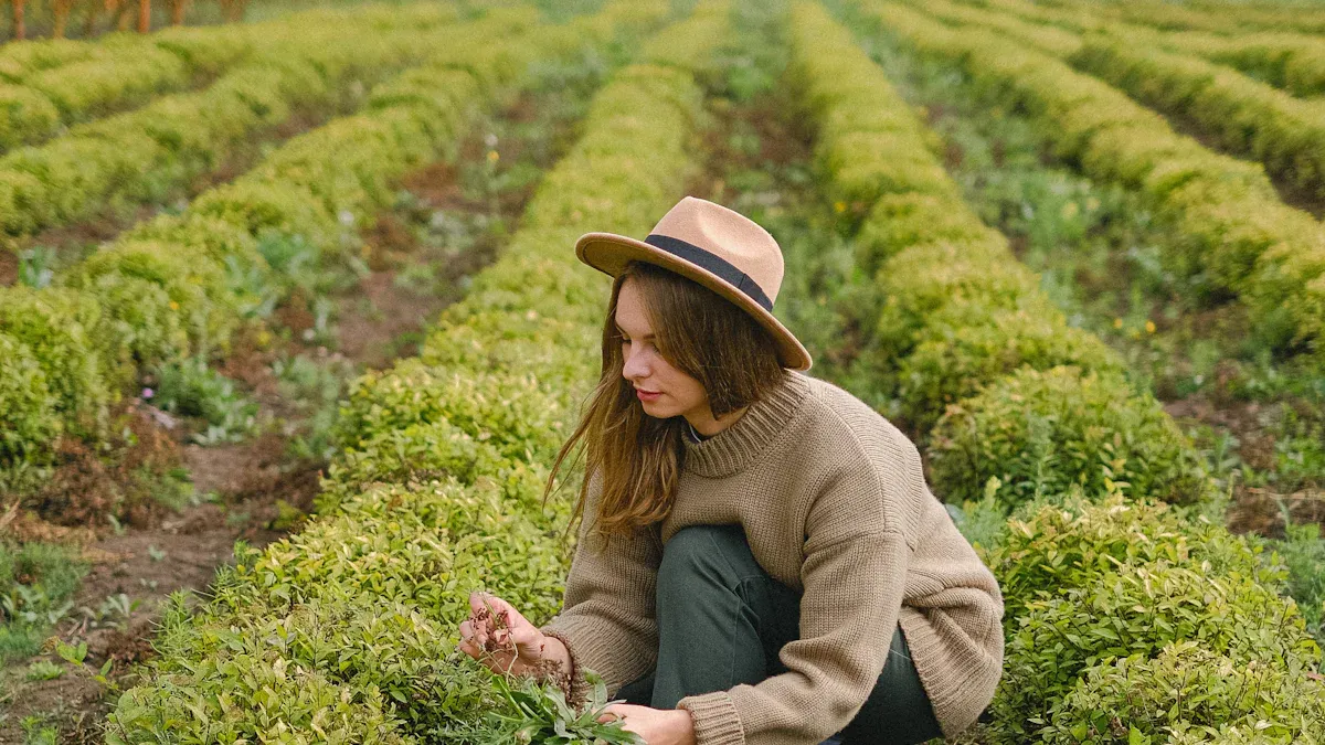 Growing a Culinary Herb Garden