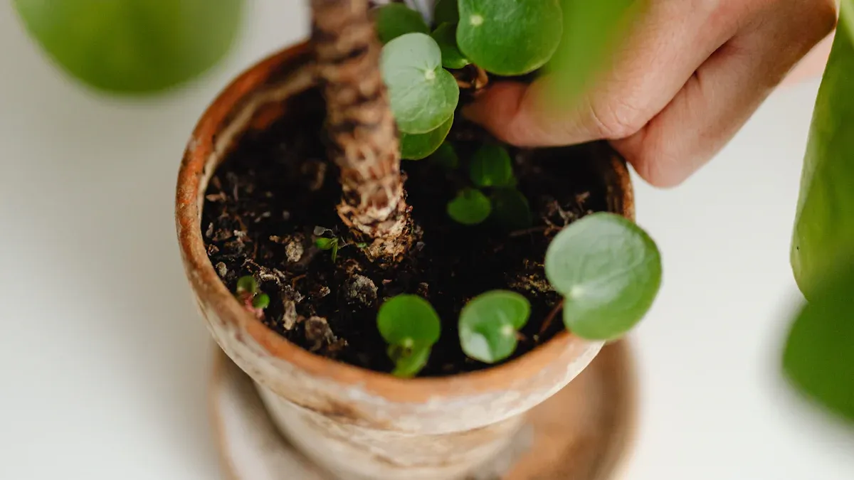Indoor Plant Care Guide: Watering Schedules, Light Needs & Fertilization