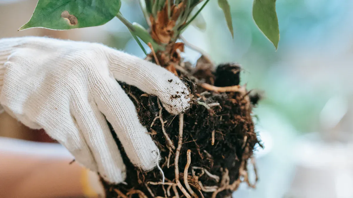 How to Repot a Plant Safely