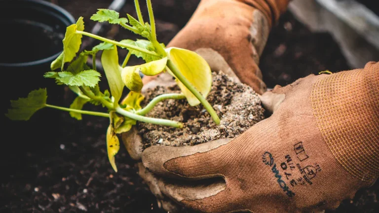 Home Gardening: Soil Preparation, Planting Schedules & Seasonal Care