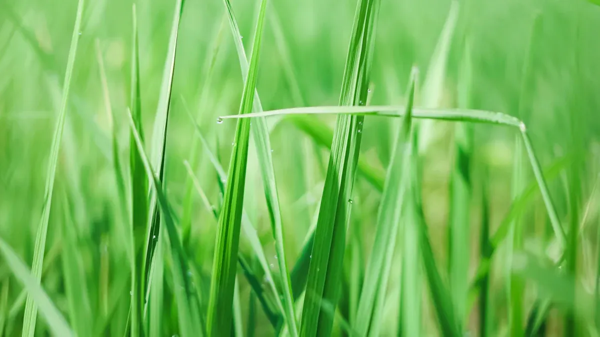 Fix Bare Patches in Your Lawn