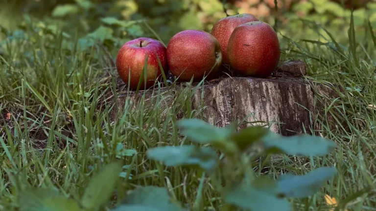 Fruit Gardening Guide: Growing Apples, Berries & Citrus in Your Backyard