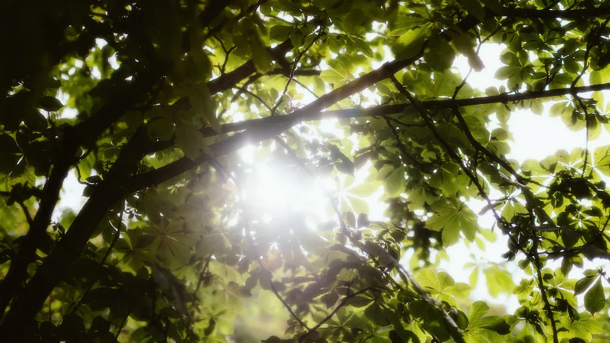 Sunlight Requirements