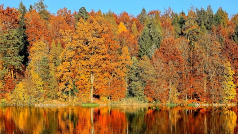 Seasonal Gardening Calendar: What to Plant in Spring, Summer, Fall & Winter