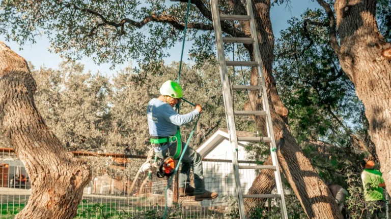 Pruning Techniques for Healthy Growth: Trees, Shrubs & Flowers