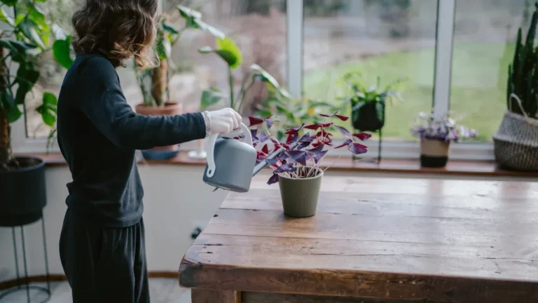 How to Identify Plant Diseases and Treat Them Naturally