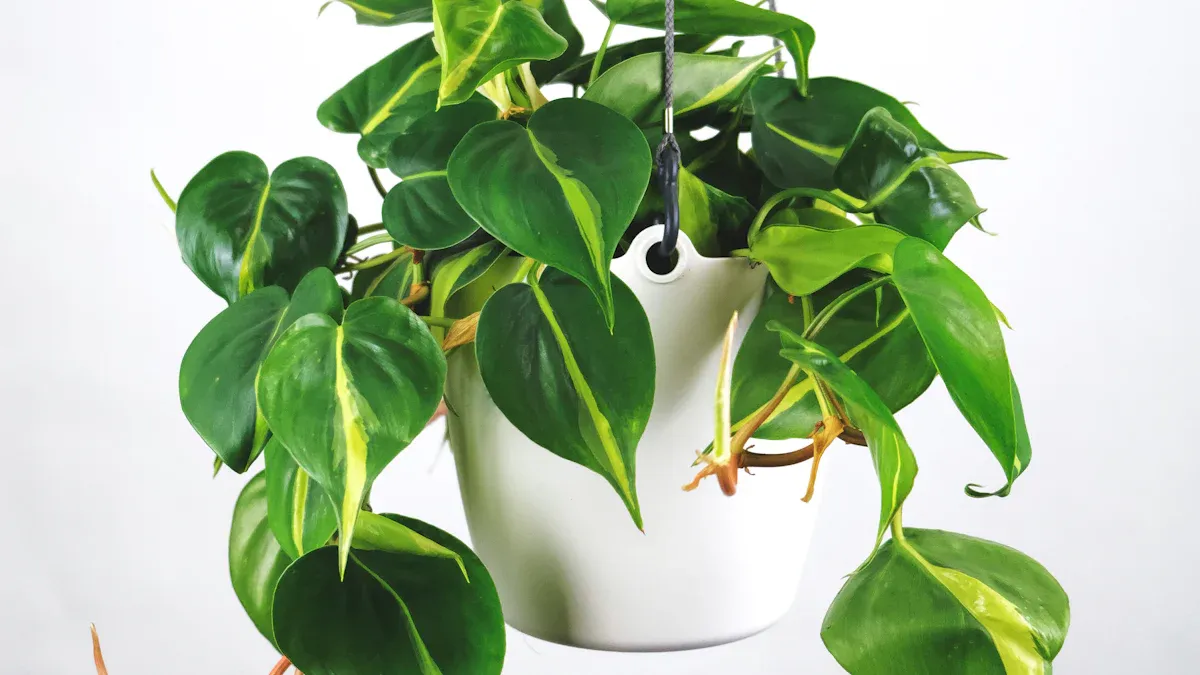 Top Air Purifying Plants