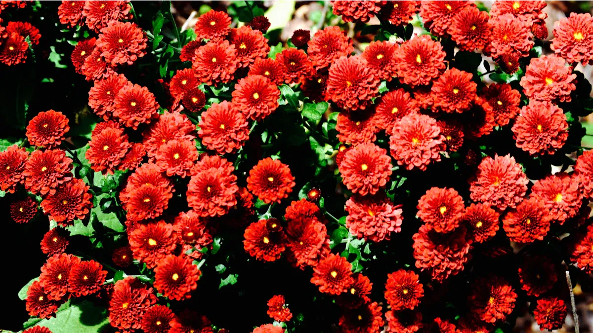 Perennials vs. Annuals