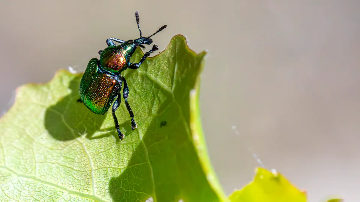Identifying Pests