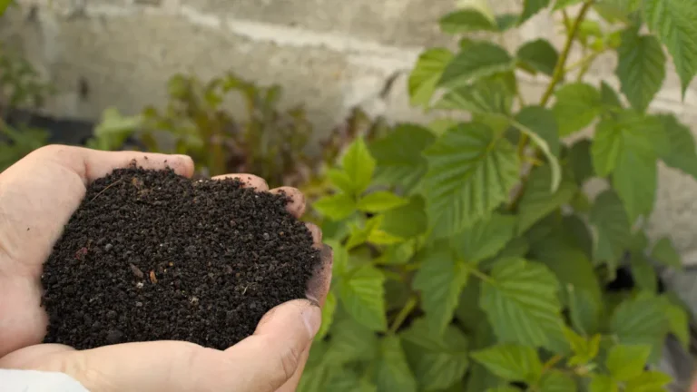 Fertilizer Basics for Plants: Organic vs Synthetic Nutrients