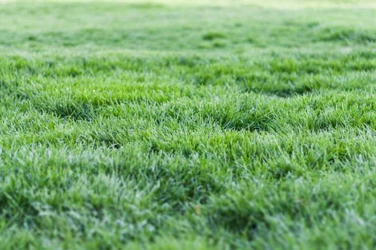 bermuda grass spreading tips