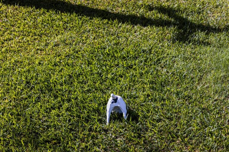 dog off new sod