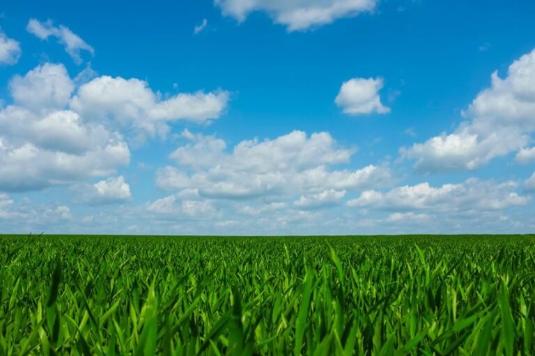 grass daily growth rate