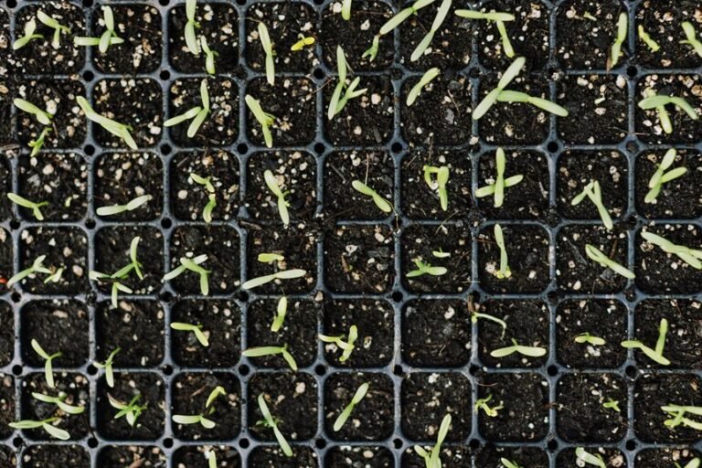grass seed germination time