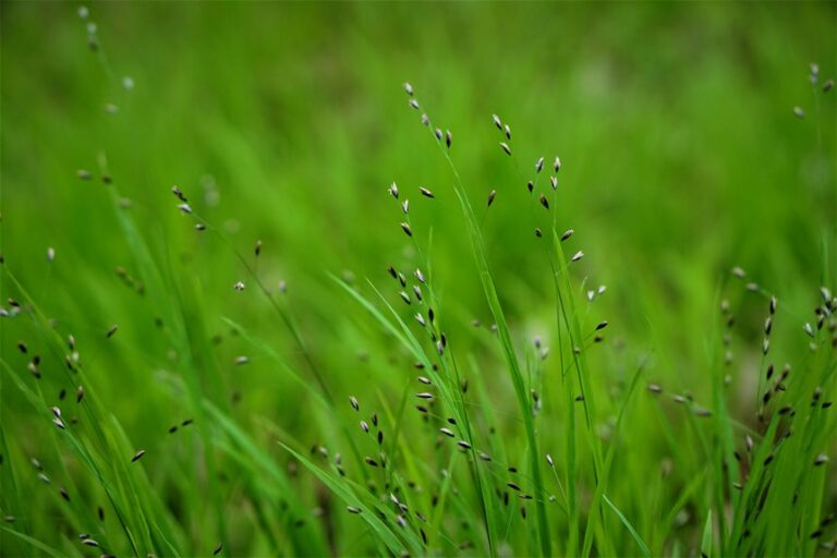 grass seed shelf life