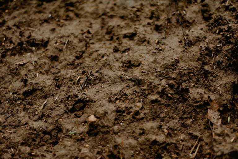 improving sandy soil lawn