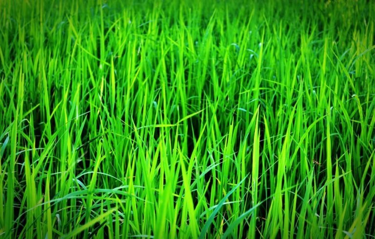 lawn fertilization frequency