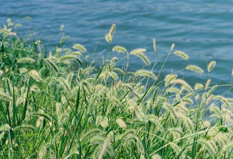 water new grass seed
